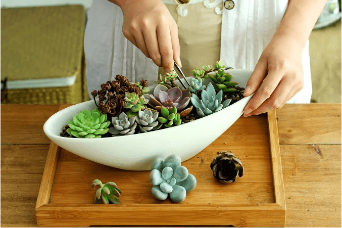 綠意盎然｜多肉植物DIY