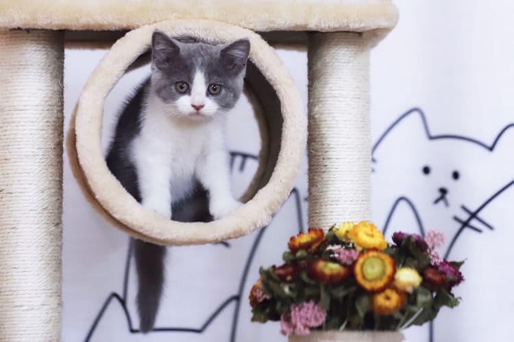 貓咪咖啡廳｜喵星人派對