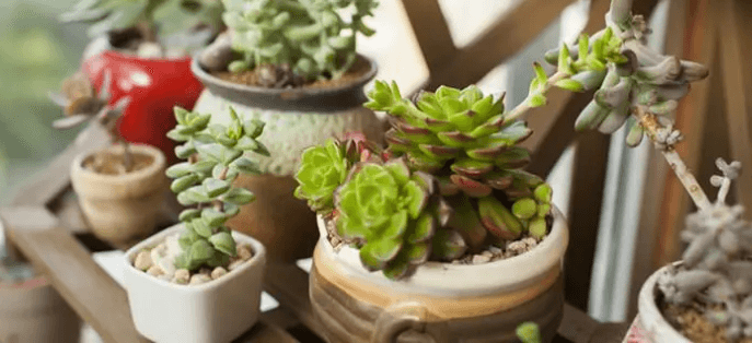 多肉植物｜愛在蔓延時