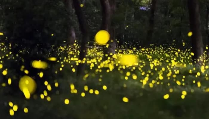 愜意情調|滿天星花賞夜趣